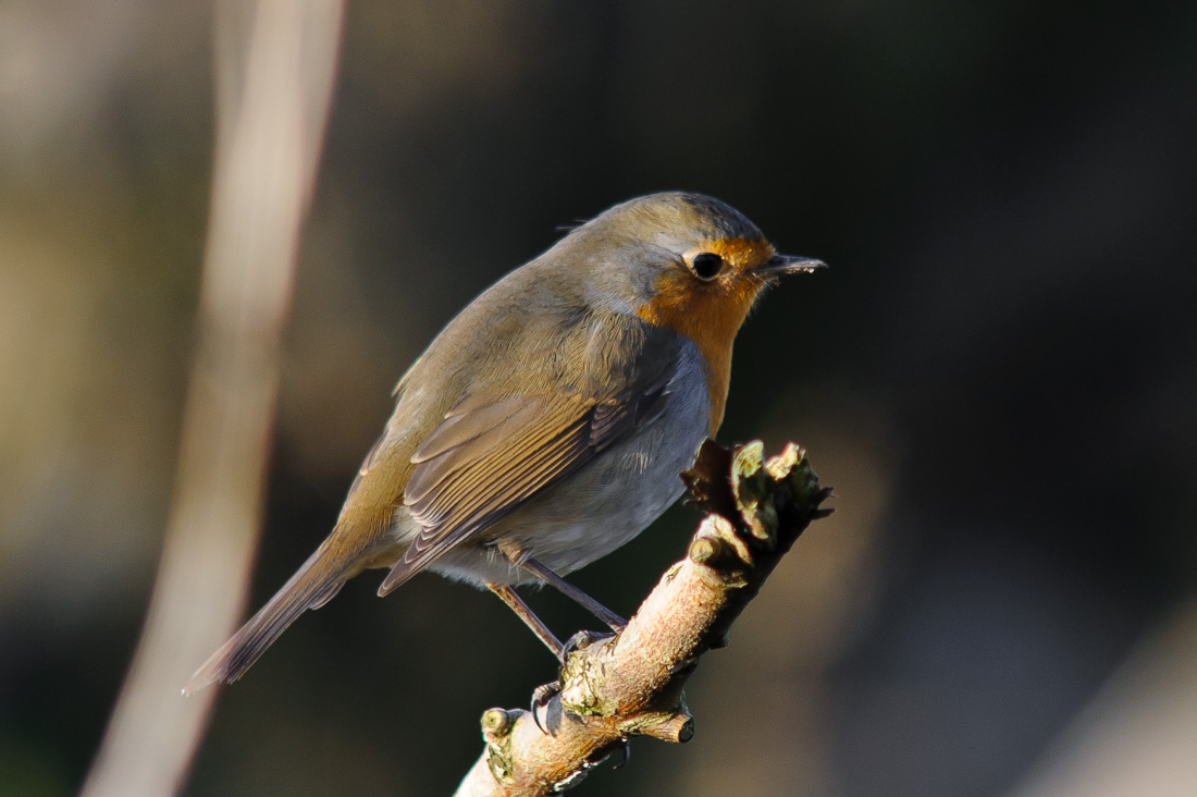  European Robin 