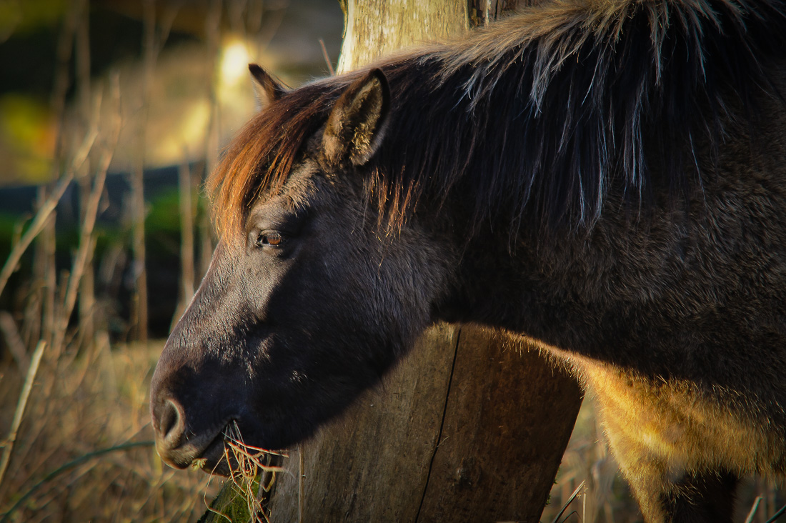  Konik Horse 