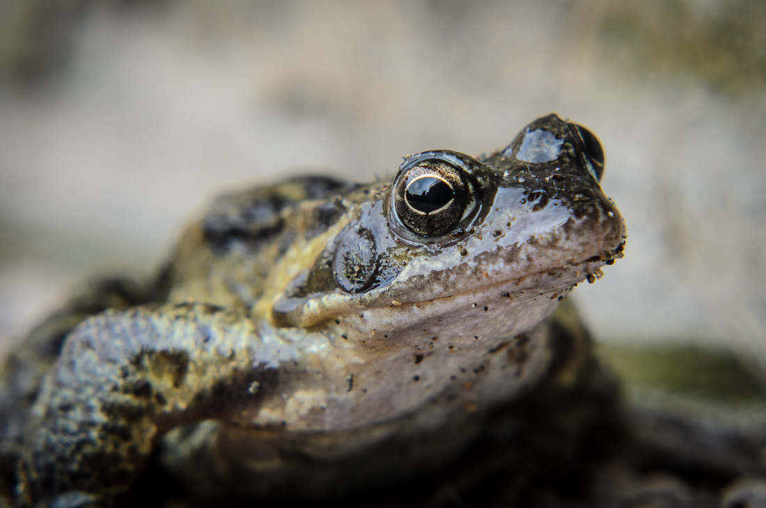  Common Frog 
