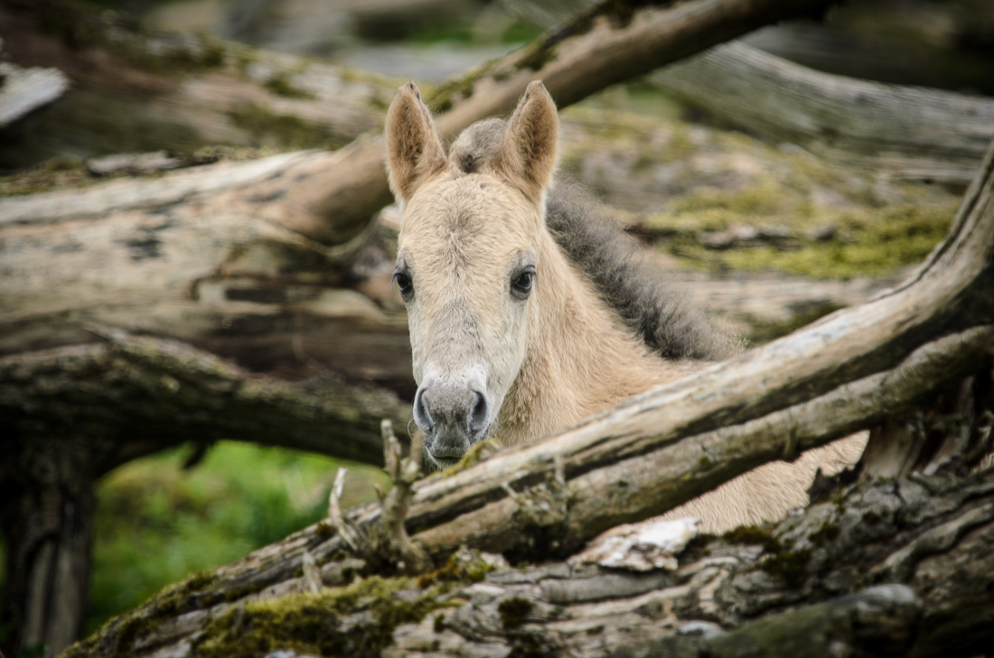  Young Konik Horse 