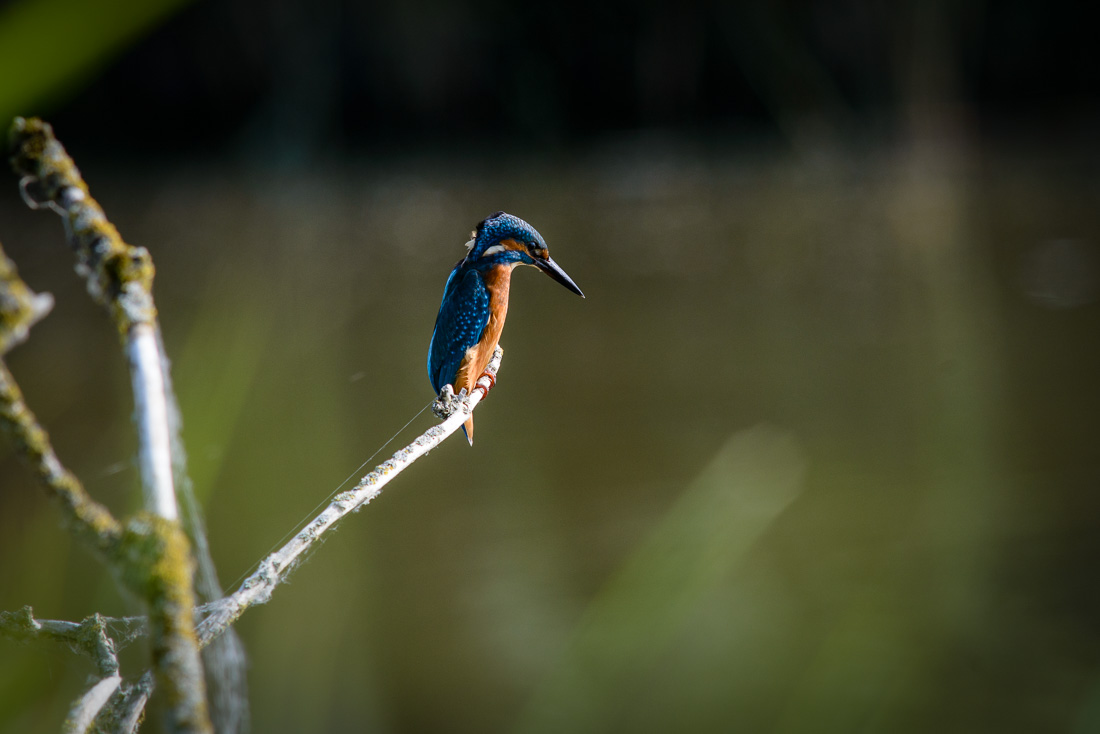  Kingfisher 