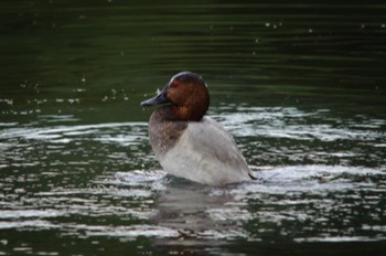  Pochard Duck 