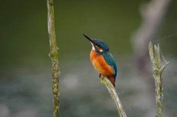  Kingfisher 