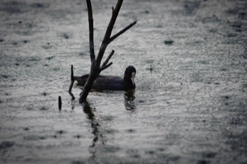  Common Coot 