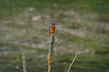  Kingfisher 