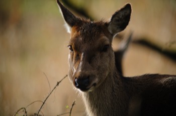  Red Deer 