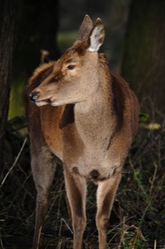  Red Deer 