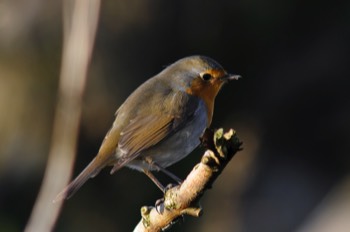  European Robin 