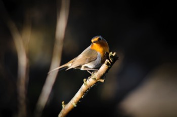  European Robin 