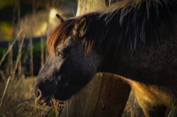  Konik Horse 