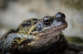  Common Frog 