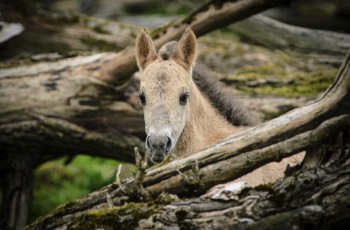  Young Konik Horse 