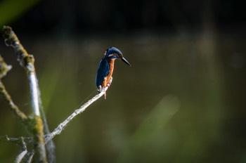  Kingfisher 