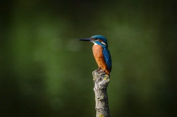  Kingfisher 