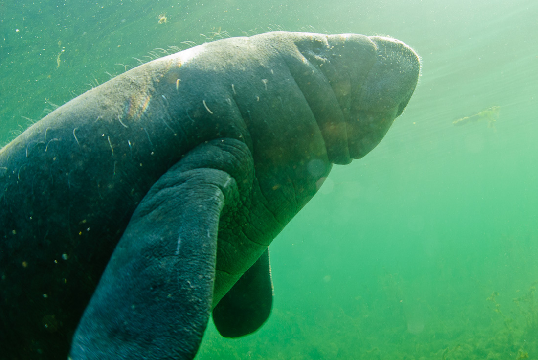  Manatee 