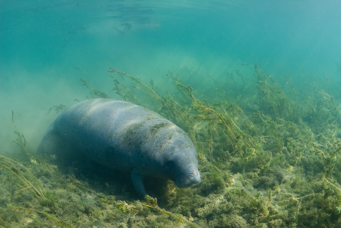  Manatee 