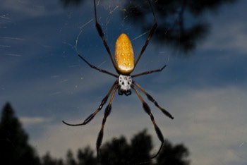  Golden Silk Spider 
