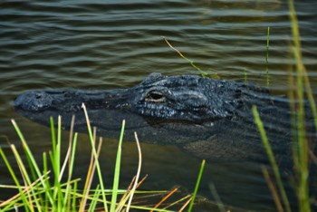  Alligator 