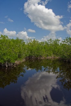  Everglades 