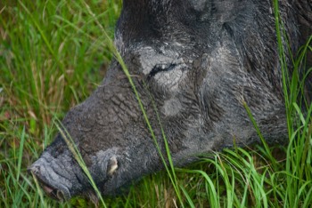  Wild Boar 