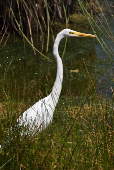  Great White Egret 