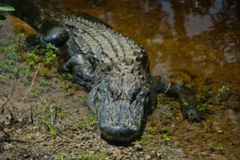  Alligator 