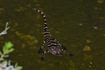  Baby Alligator 