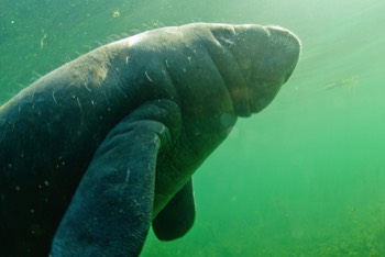  Manatee 