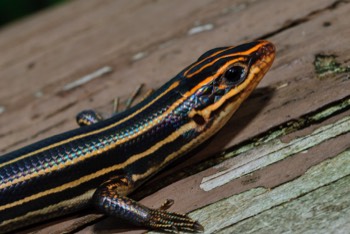  Blue Tailed Skink 