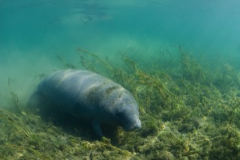  Manatee 