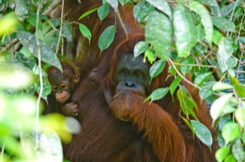  Urang Utan female and child, Semenggoh Wildlife Centre 