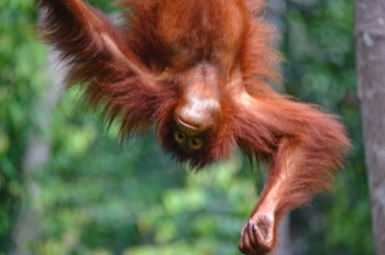  Urang Utan, Semenggoh Wildlife Centre 