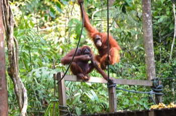  Urang Utan feeding platform 