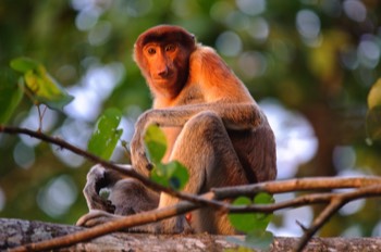  Probosis Monkey, Bako National Park 