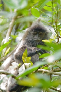  Silverleaf monkey, Bako National Park 