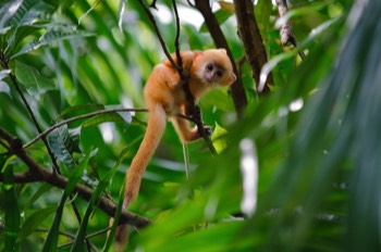  Silverleaf monkey baby 
