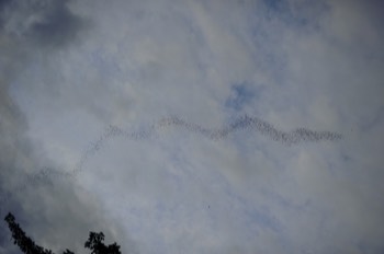  Bats, Gunung Mulu 