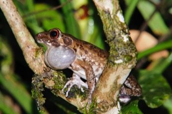  Frog, Gunung Mulu 