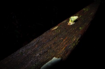  Snail, Gunung Mulu 