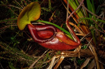  Pitcher Plant, Kinabalu Park 