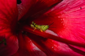  Grasshopper in orchid, Turtle Island 