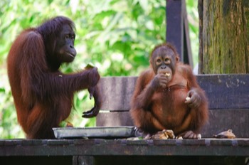  Feeding platform Sepilok Rehabilitation Center 