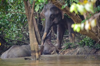  Jungle Elephants, Sandakan 