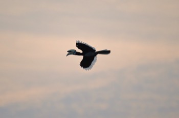  Hornbill, Sandakan 