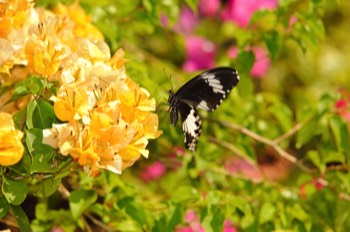  Red Helen butterfly (Papilio helenus) 