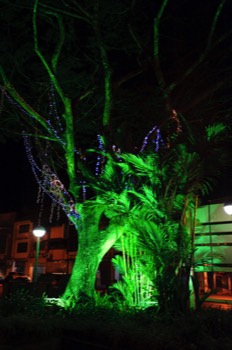  Tree, Kuching 