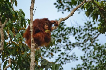  Urang Utan, Semenggoh Wildlife Centre 