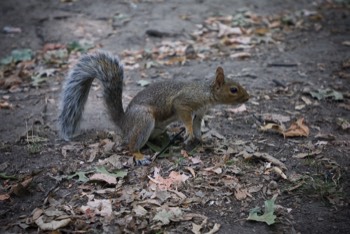  Central Park Squirrel 