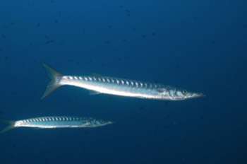  Barracuda 