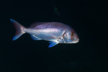  Bluefin Trevally 